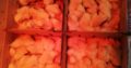 healthy day old Ross308 A-Grade Broiler chickens