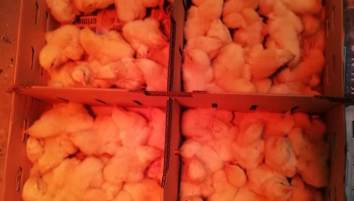 healthy day old Ross308 A-Grade Broiler chickens