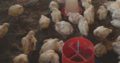 Ross 308 A-Grade Broiler chickens suppliers
