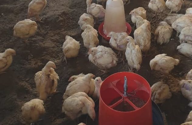 Ross 308 A-Grade Broiler chickens suppliers