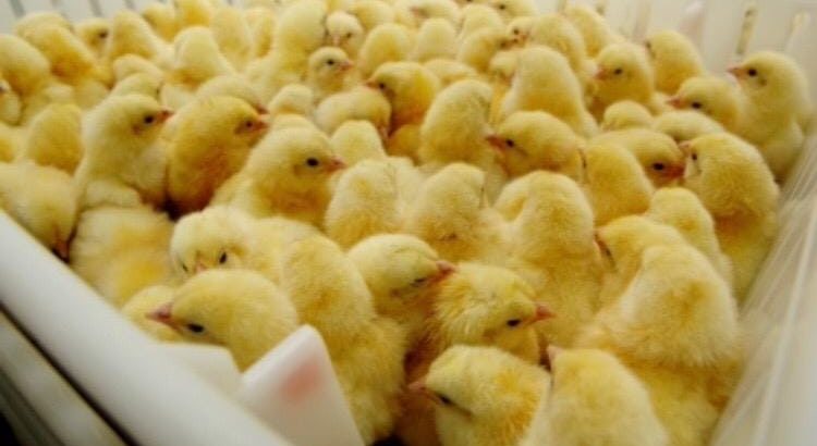 Where to order Ross 308 A-Grade Broiler chickens