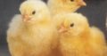 Ross 308 A-Grade Broiler chickens suppliers