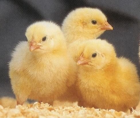 Ross 308 A-Grade Broiler chickens suppliers