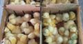 Where to buy Ross 308 A-Grade Broiler chickens