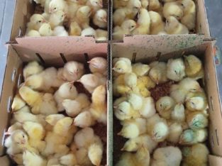 Where to buy Ross 308 A-Grade Broiler chickens