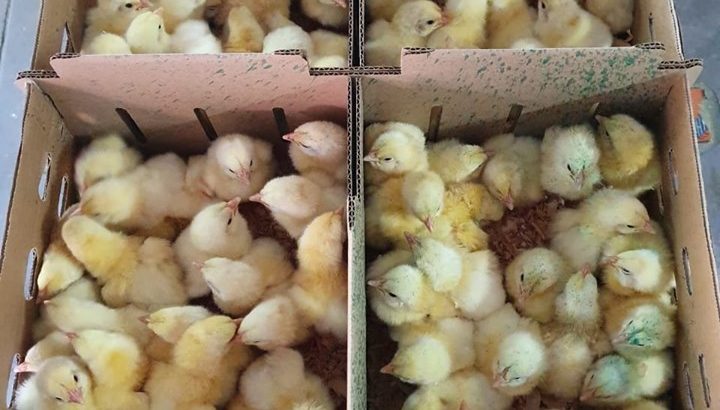 Where to buy Ross 308 A-Grade Broiler chickens