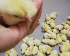 Ross 308 A-Grade Broiler chickens suppliers
