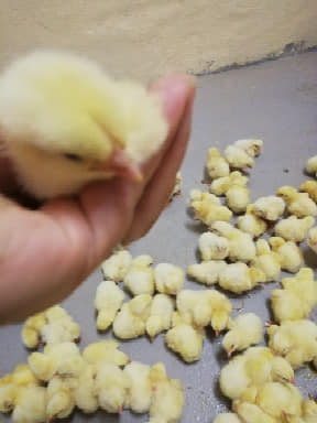 Ross 308 A-Grade Broiler chickens suppliers