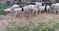 Sheep For Sale Whatsapp +27734531381