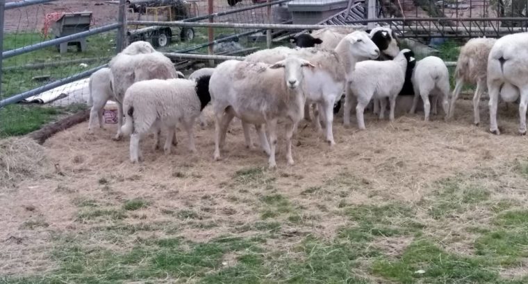 Sheep For Sale Whatsapp +27734531381