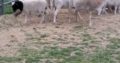 Sheep For Sale Whatsapp +27734531381