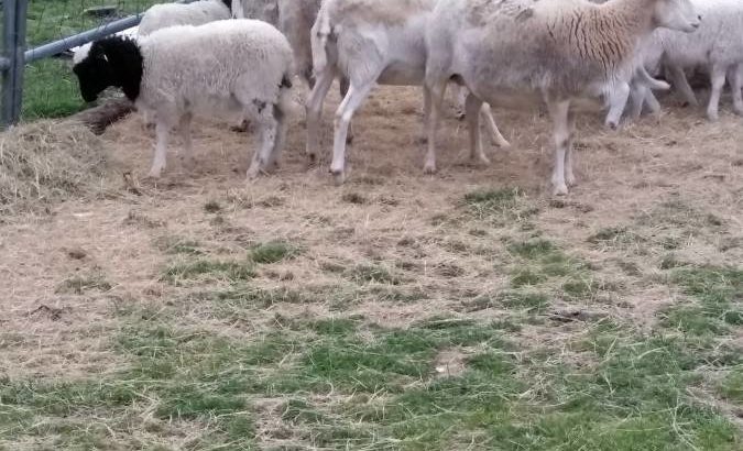 Sheep For Sale Whatsapp +27734531381