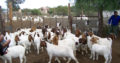 Best Price healthy Boer goat