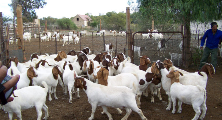 Best Price healthy Boer goat