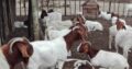 baby and adult Boer goats at give away prices