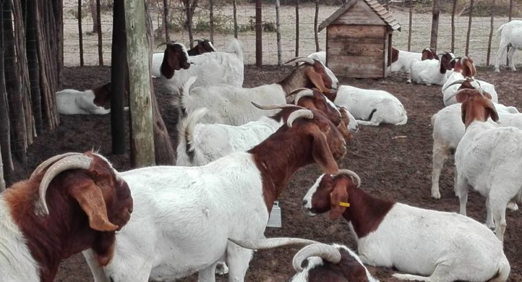 baby and adult Boer goats at give away prices