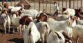 South Africa Boer goats supplier