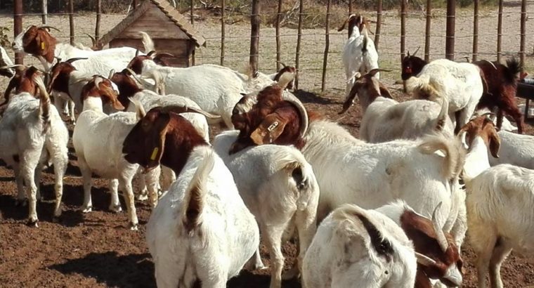 South Africa Boer goats supplier