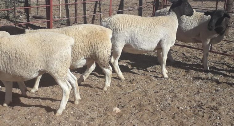 Healthy Dorper sheep Online