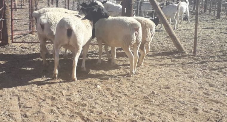 Available lambs for sale