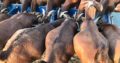 Kalahari red goats for sale
