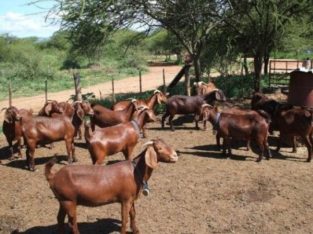 Kalahari red goats for sale
