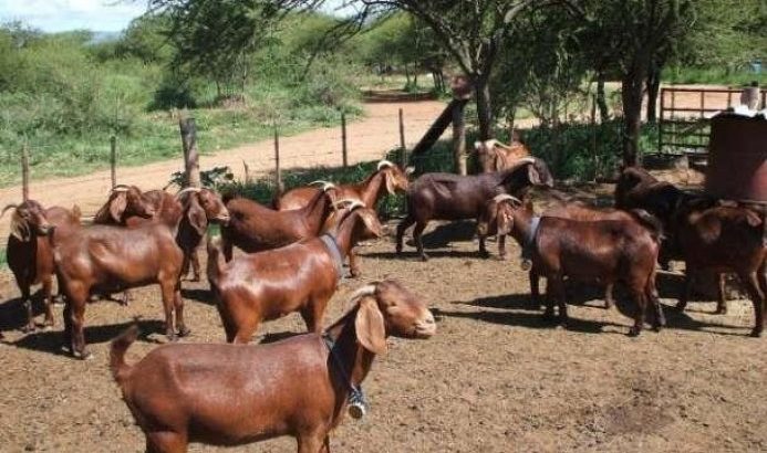 Kalahari red goats for sale