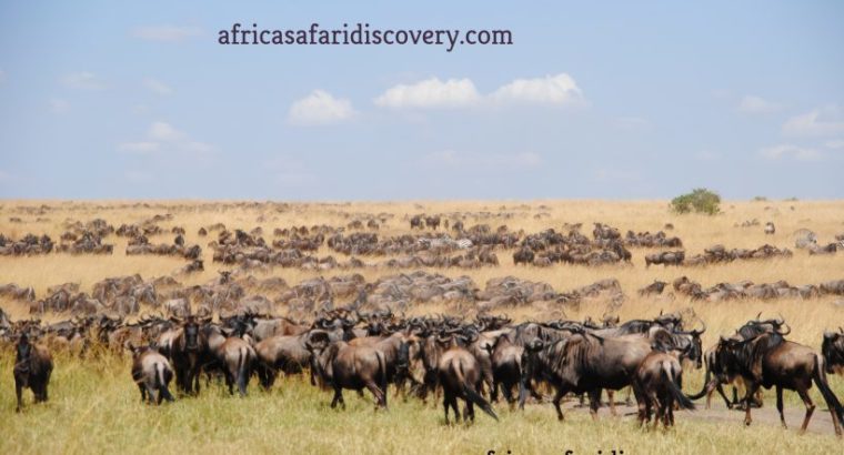 best african safari tours