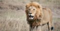 Uganda Safari | 7wonderssafaris.co.tz