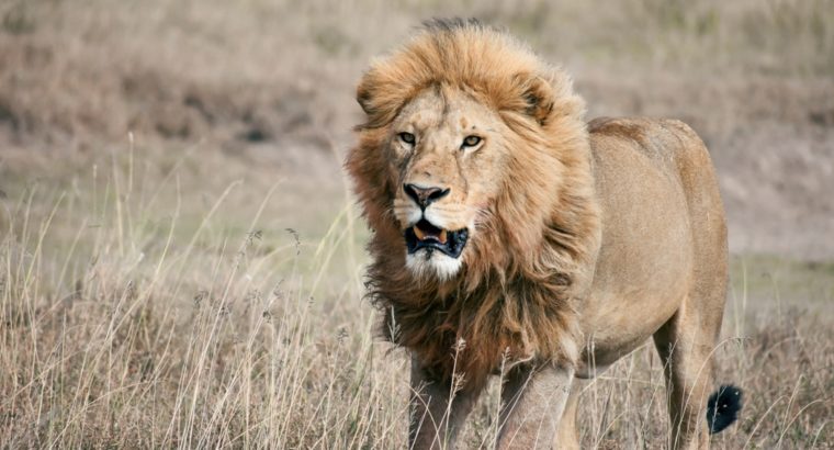 Uganda Safari | 7wonderssafaris.co.tz