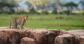 Uganda Safari | 7wonderssafaris.co.tz