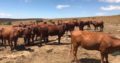 Best offer calves and cattle