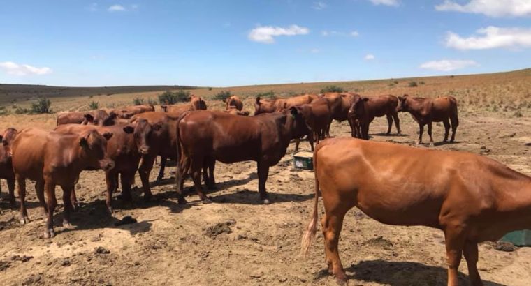 Best offer calves and cattle