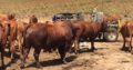 Bonsmara Cattle At Give Away Prices