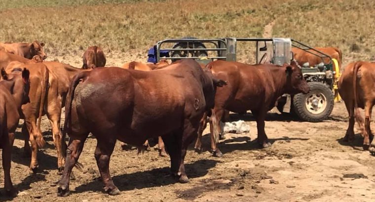 Bonsmara Cattle At Give Away Prices