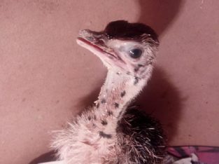 Ostrich chicks and fertile eggs suppliers