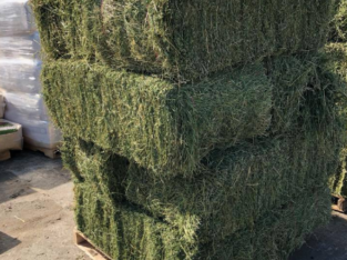 Alfalfa / Lucerne Hay – Call/Whatsapp +27810876009