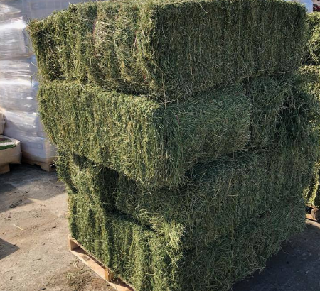 Alfalfa / Lucerne Hay – Call/Whatsapp +27810876009