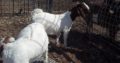 Boer and Kalahari goats online