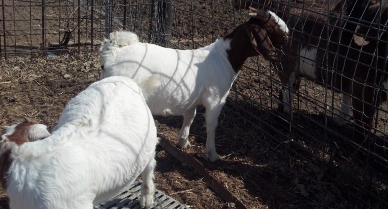 Boer and Kalahari goats online