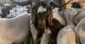 Boer & Kalahari Red Goats – Whatsapp +27810876009