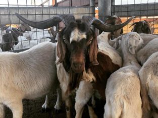 Boer & Kalahari Red Goats – Whatsapp +27810876009