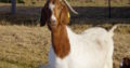 Boer and Kalahari goats online