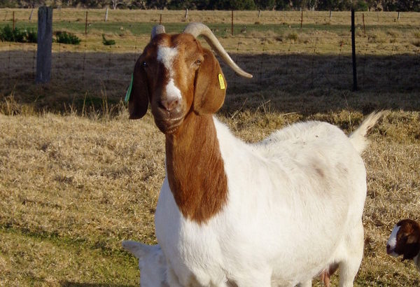 Boer and Kalahari goats online