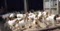 Buy cheap and healthy Boer goats online
