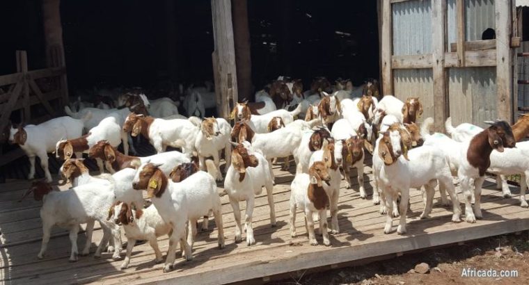 Buy cheap and healthy Boer goats online