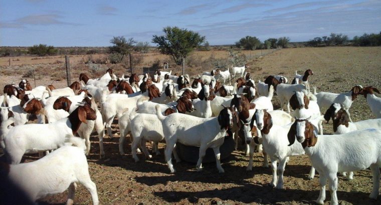 South African Boer goat suppliers