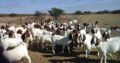 Buy cheap and healthy Boer goats online