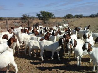 Buy cheap and healthy Boer goats online