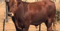 Where to order healthy bulls and heifers